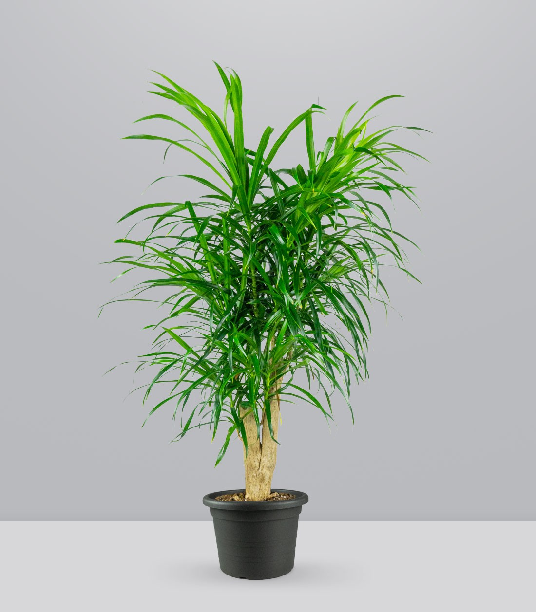 Dracena Reflexa