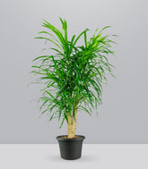 Dracena Reflexa
