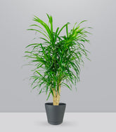 Dracena Reflexa