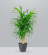 Dracena Reflexa