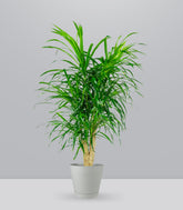 Dracena Reflexa