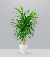 Dracena Reflexa