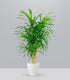 Dracena Reflexa