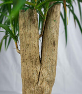 Dracena Reflexa