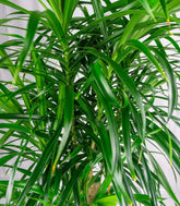 Dracena Reflexa
