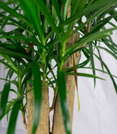 Dracena Reflexa