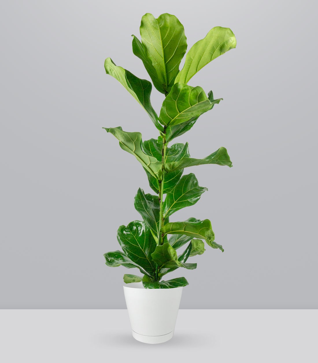 Ficus Lyrata