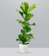 Ficus Lyrata