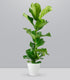 Ficus Lyrata