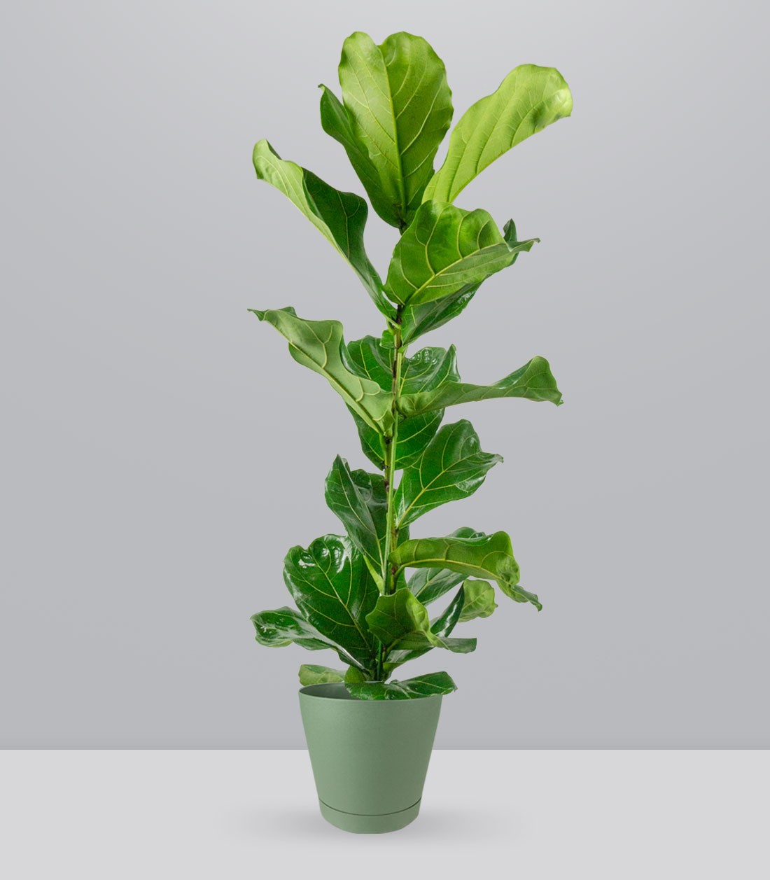 Ficus Lyrata