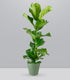 Ficus Lyrata