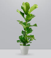 Ficus Lyrata