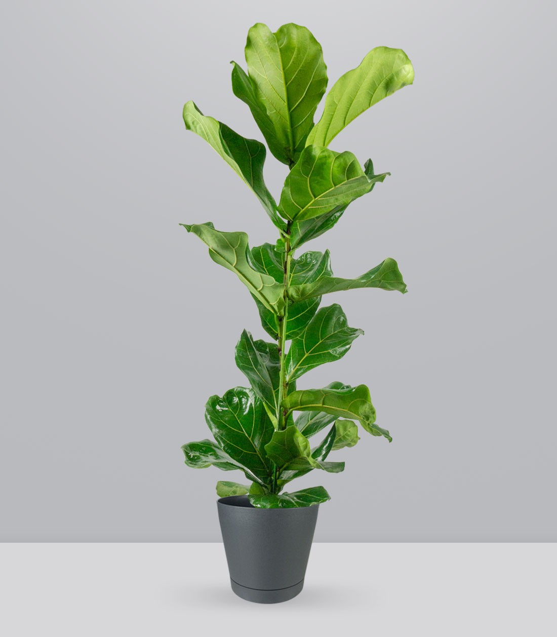 Ficus Lyrata