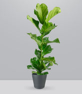 Ficus Lyrata