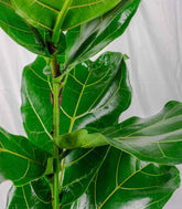 Ficus Lyrata