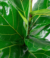 Ficus Lyrata