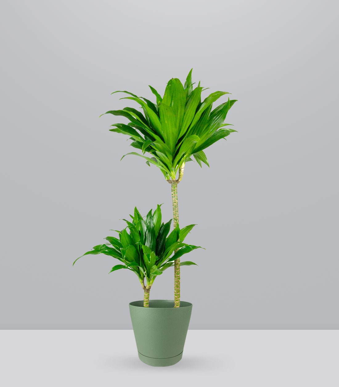 Dracena Janet Craig Compacta