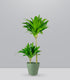 Dracena Janet Craig Compacta