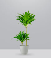 Dracena Janet Craig Compacta