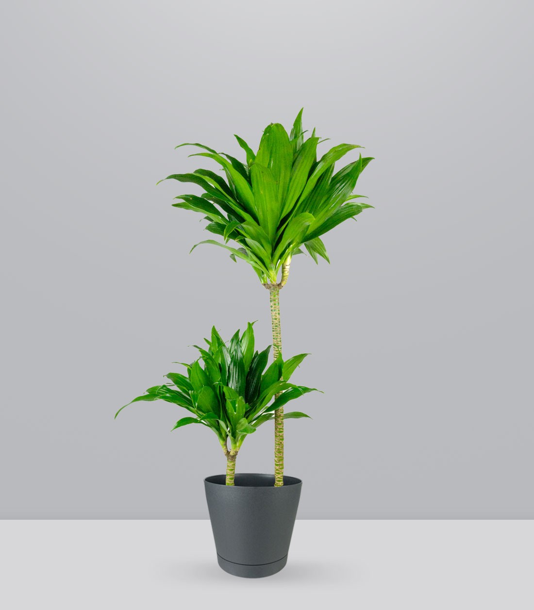 Dracena Janet Craig Compacta