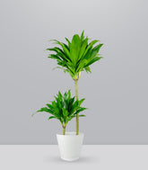 Dracena Janet Craig Compacta