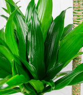 Dracena Janet Craig Compacta