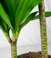 Dracena Janet Craig Compacta
