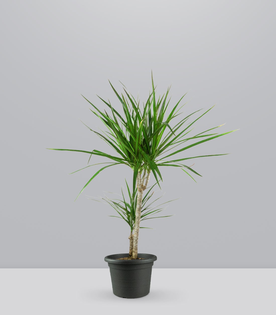 Dracena Marginata | yucca
