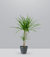 Dracena Marginata | yucca