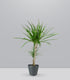 Dracena Marginata | yucca