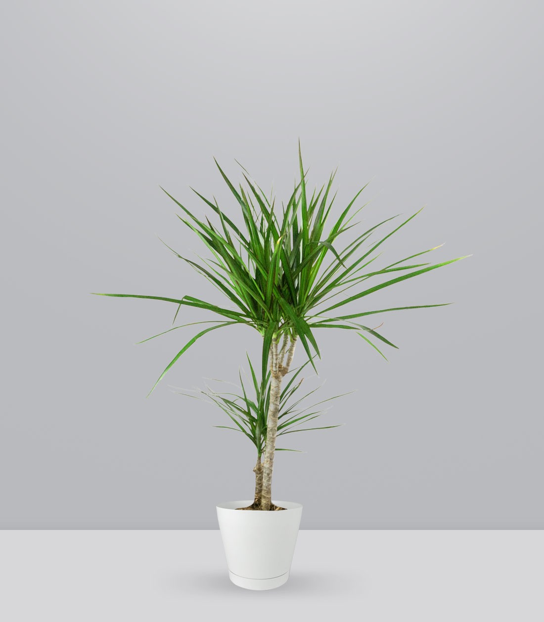 Dracena Marginata | yucca