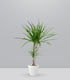 Dracena Marginata | yucca