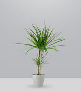Dracena Marginata | yucca
