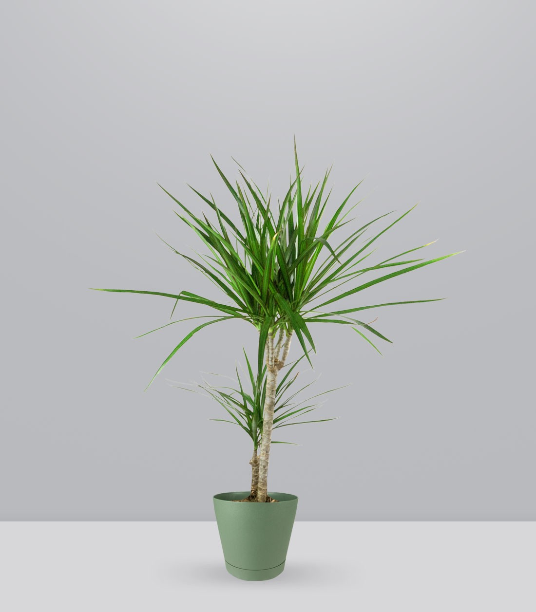 Dracena Marginata | yucca
