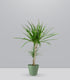 Dracena Marginata | yucca