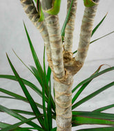 Dracena Marginata | yucca