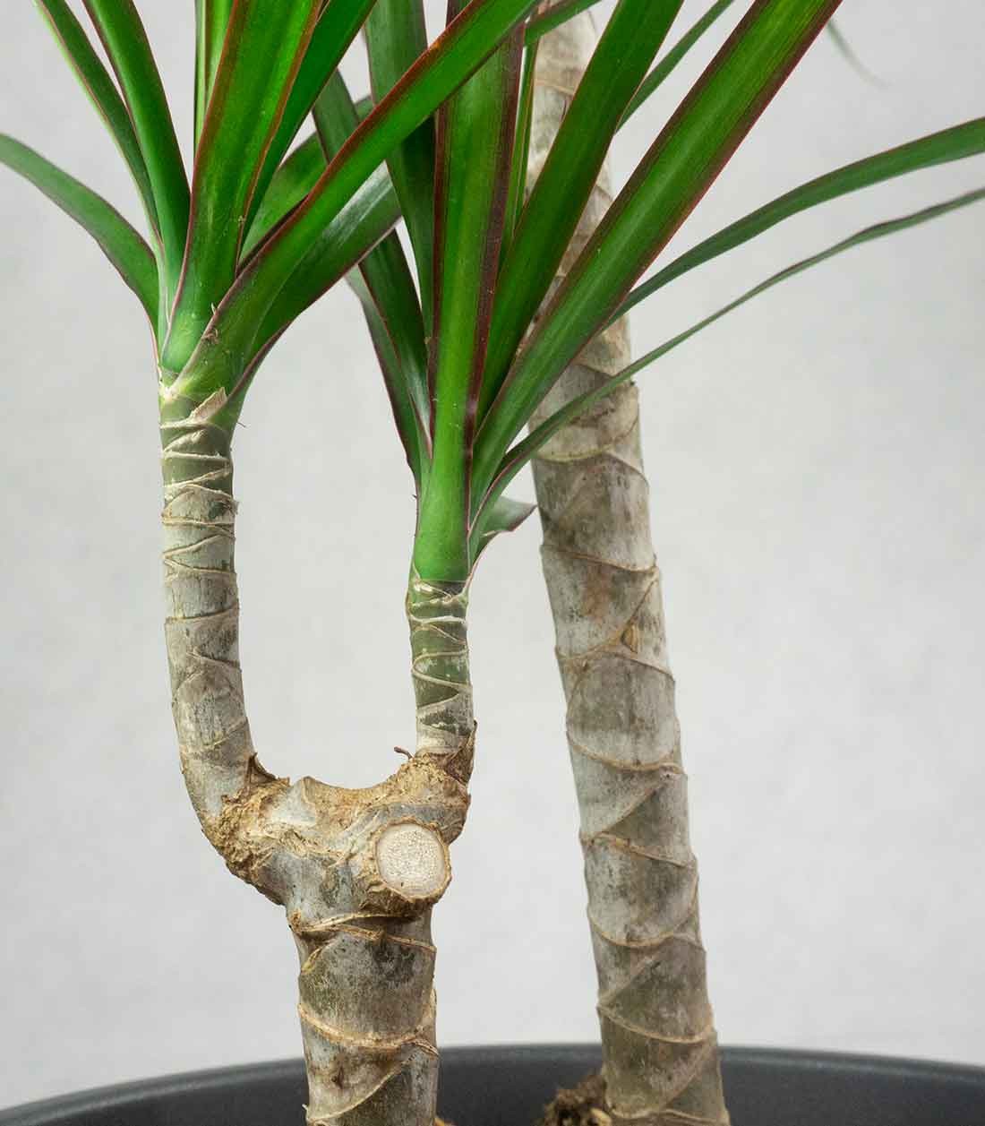 Dracena Marginata | yucca
