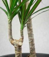 Dracena Marginata | yucca