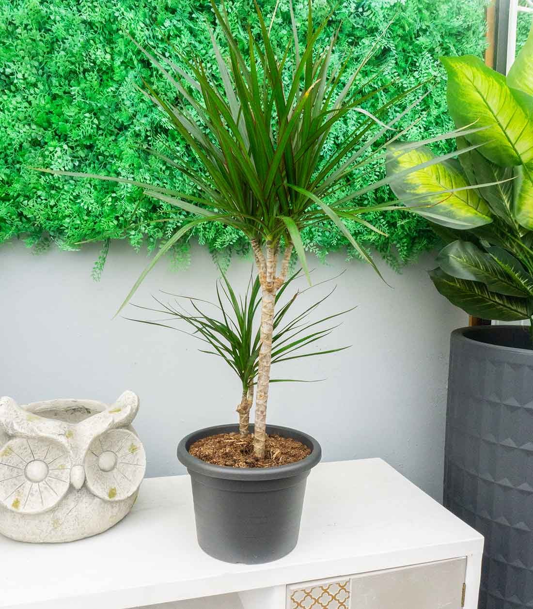 Dracena Marginata | yucca