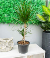 Dracena Marginata | yucca