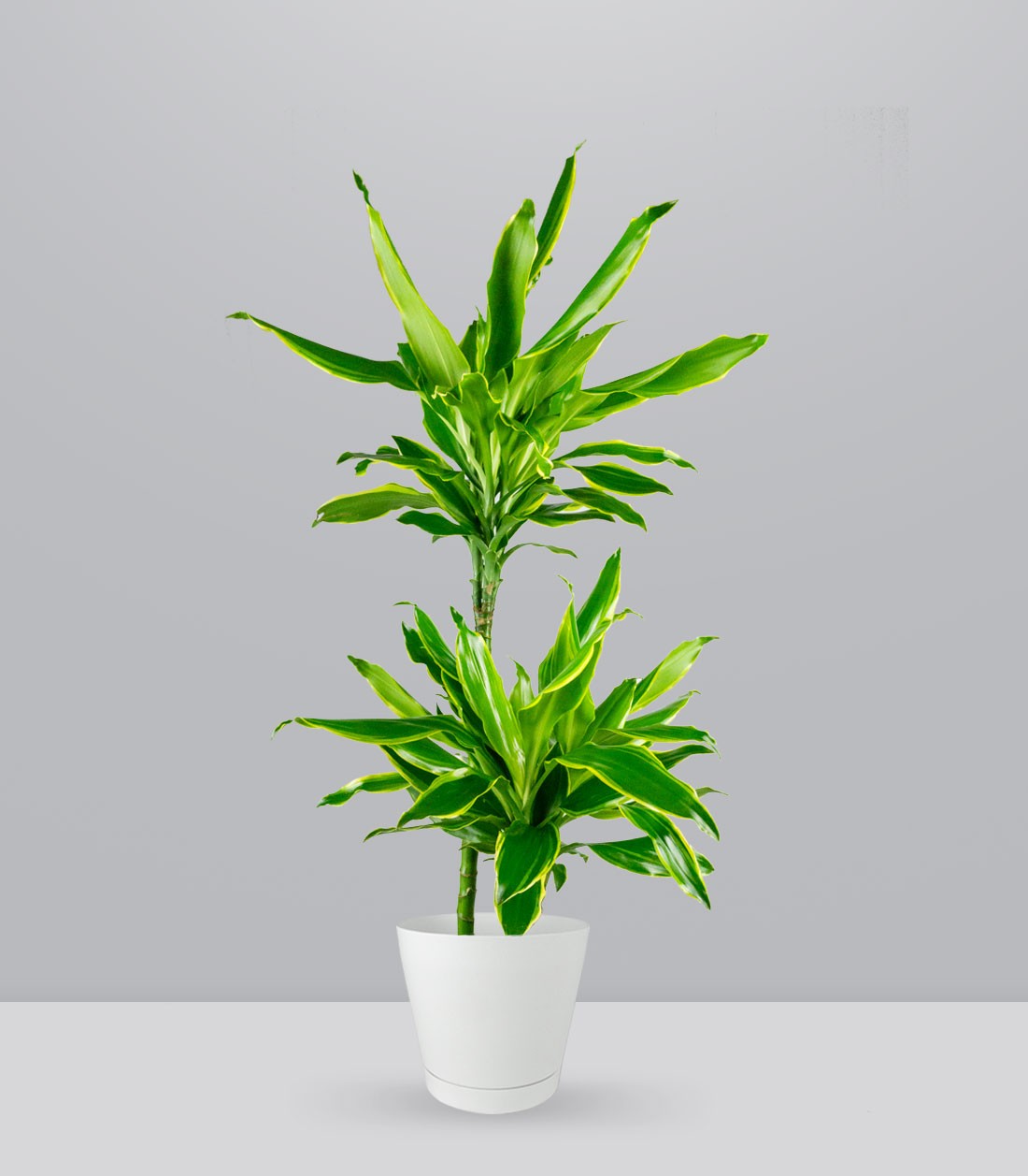 Dracena Golden Coast