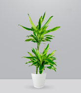 Dracena Golden Coast