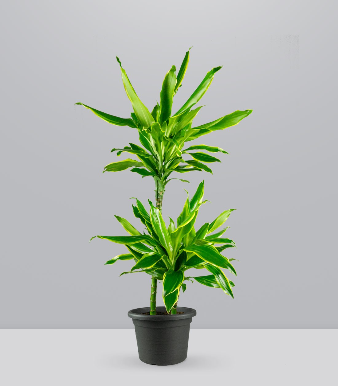 Dracena Golden Coast
