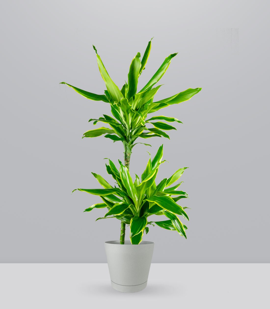 Dracena Golden Coast