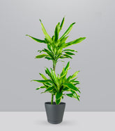 Dracena Golden Coast