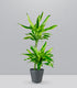 Dracena Golden Coast