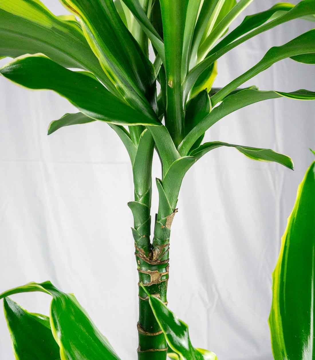 Dracena Golden Coast