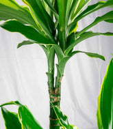 Dracena Golden Coast