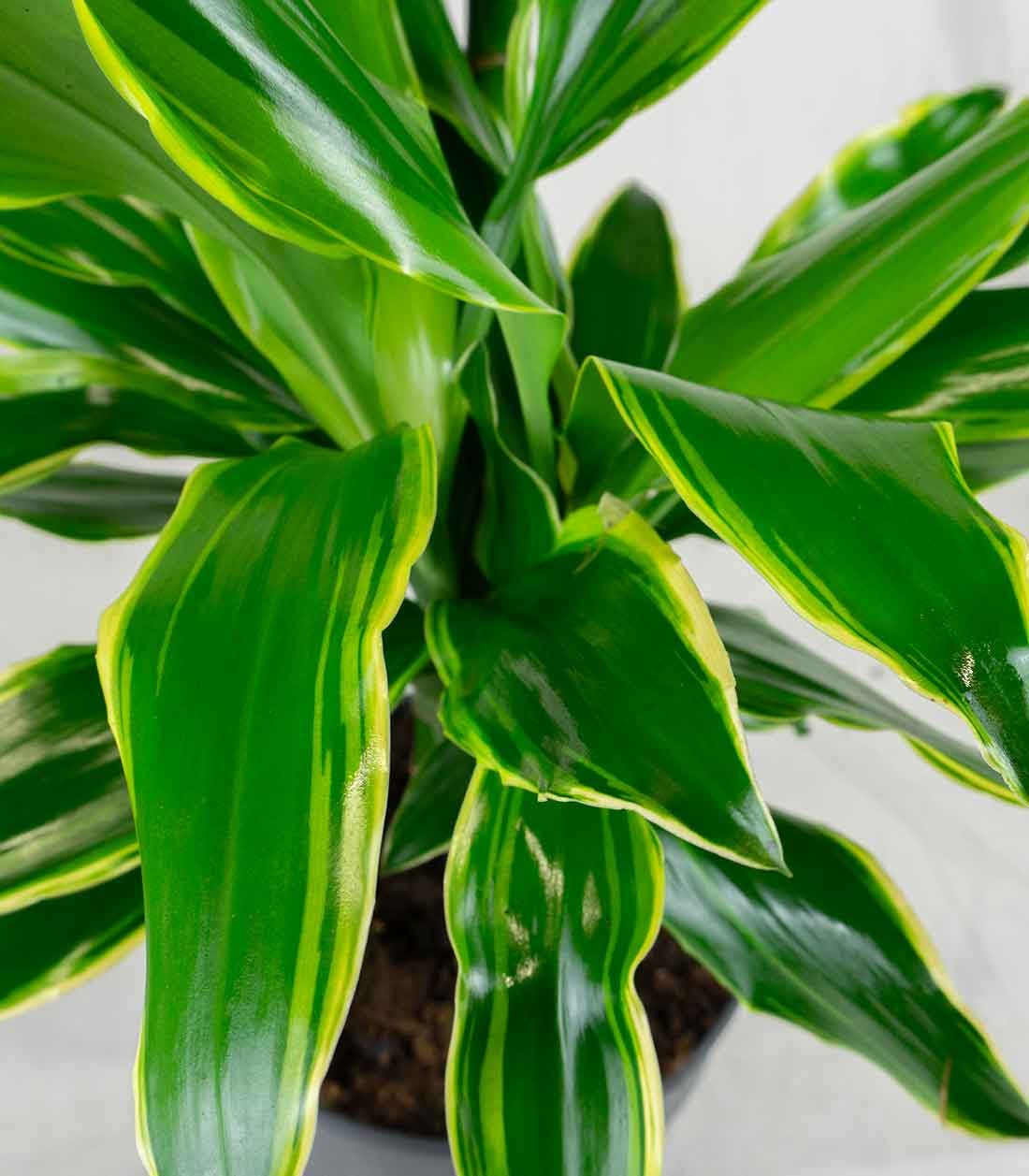 Dracena Golden Coast
