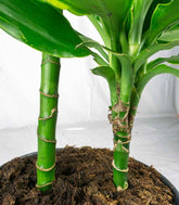 Dracena Golden Coast